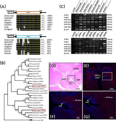 Reproductive Regulation of PrRPs in Teleost: The Link Between Feeding and Reproduction